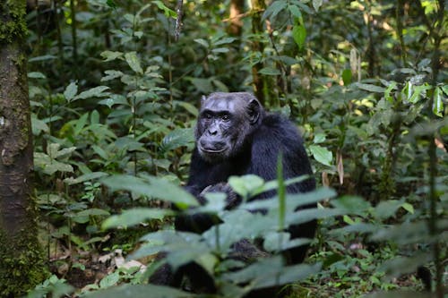 黑大猩猩包圍著綠色的植物特寫攝影