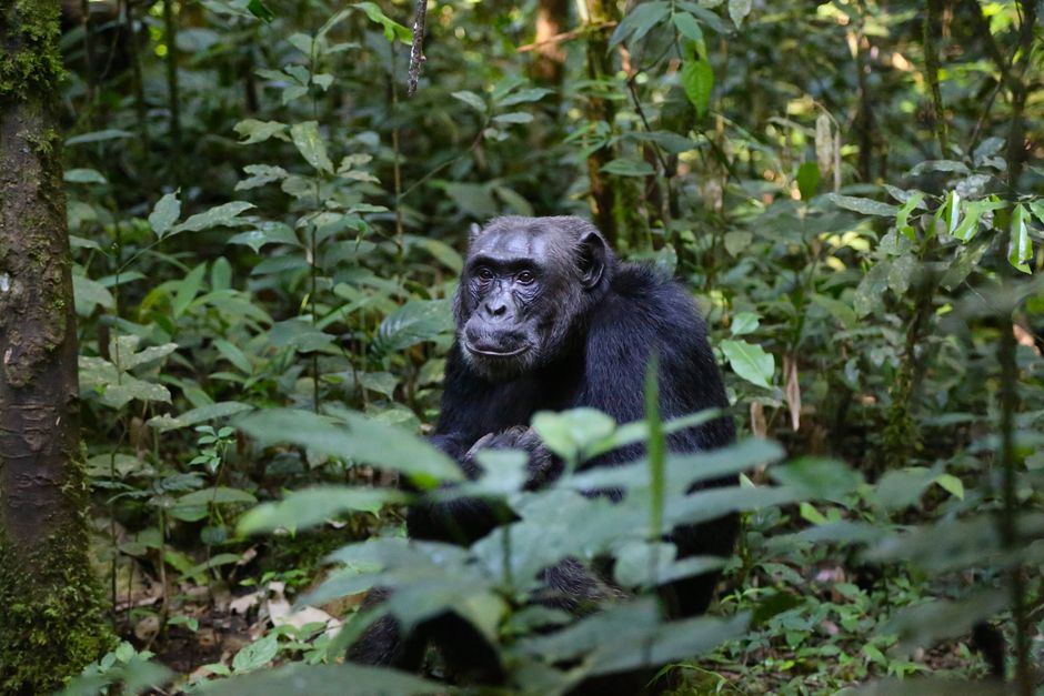 Kibale Forest, Uganda - travel photo