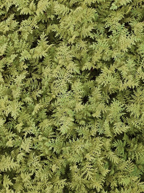 Free Dense growth of green ferns capturing the lush essence of nature. Stock Photo