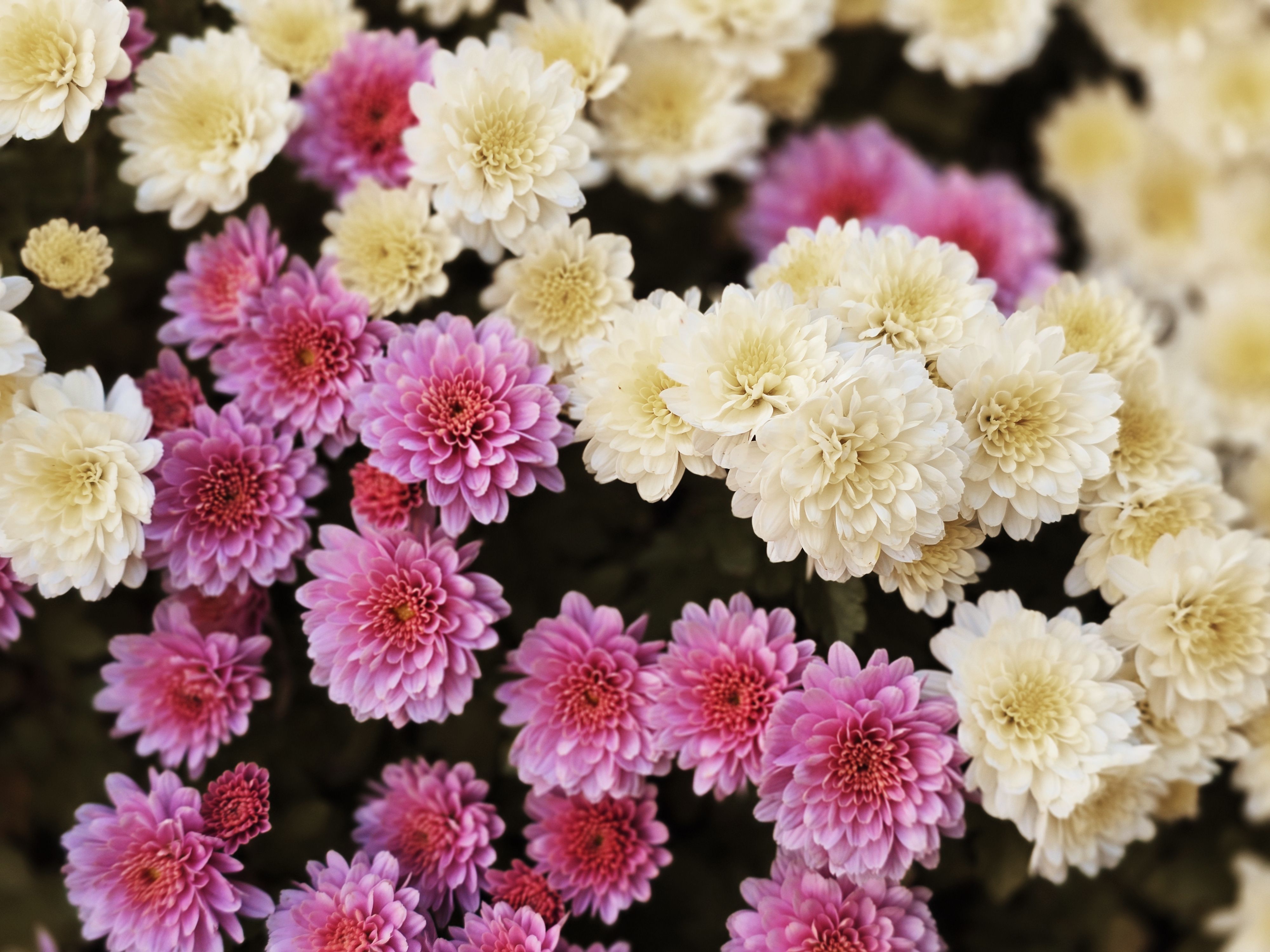 [ColoSach]-close-up-of-vibrant-pink-and-creamy-white-chrysanthemums-in-full-bloom.