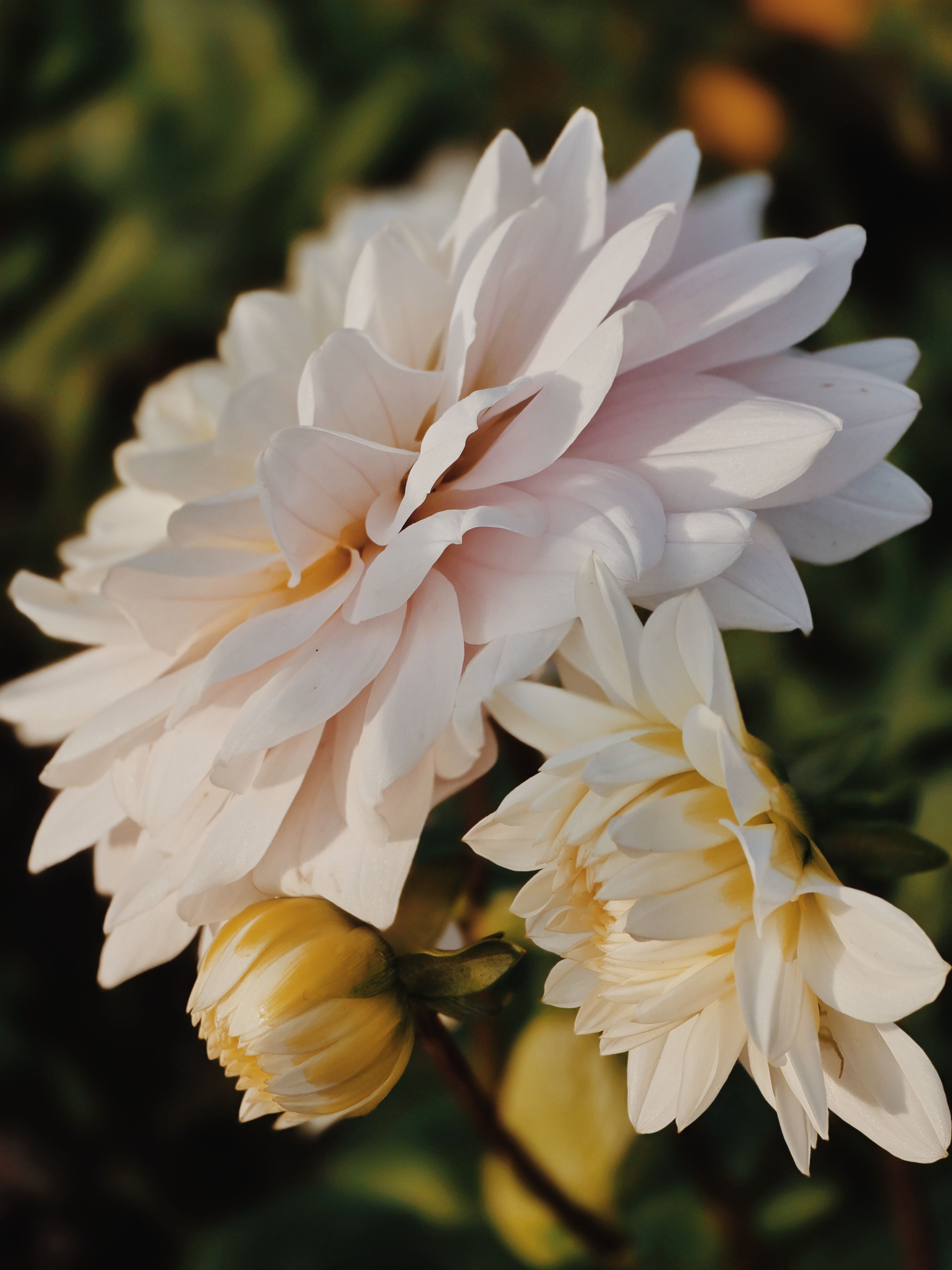 Fotomural Primer plano de dalias blancas en flor bajo la cálida luz del sol. Ideal para temas florales.
