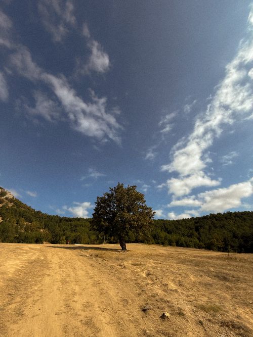 Free A solitary tree stands alone in a wide open field under a bright blue sky. Stock Photo