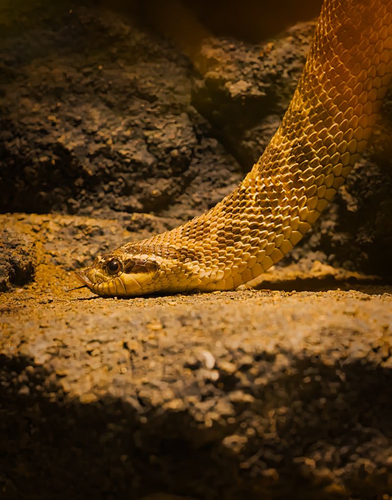 Close-Up of a Snake in Natural Habitat · Free Stock Photo