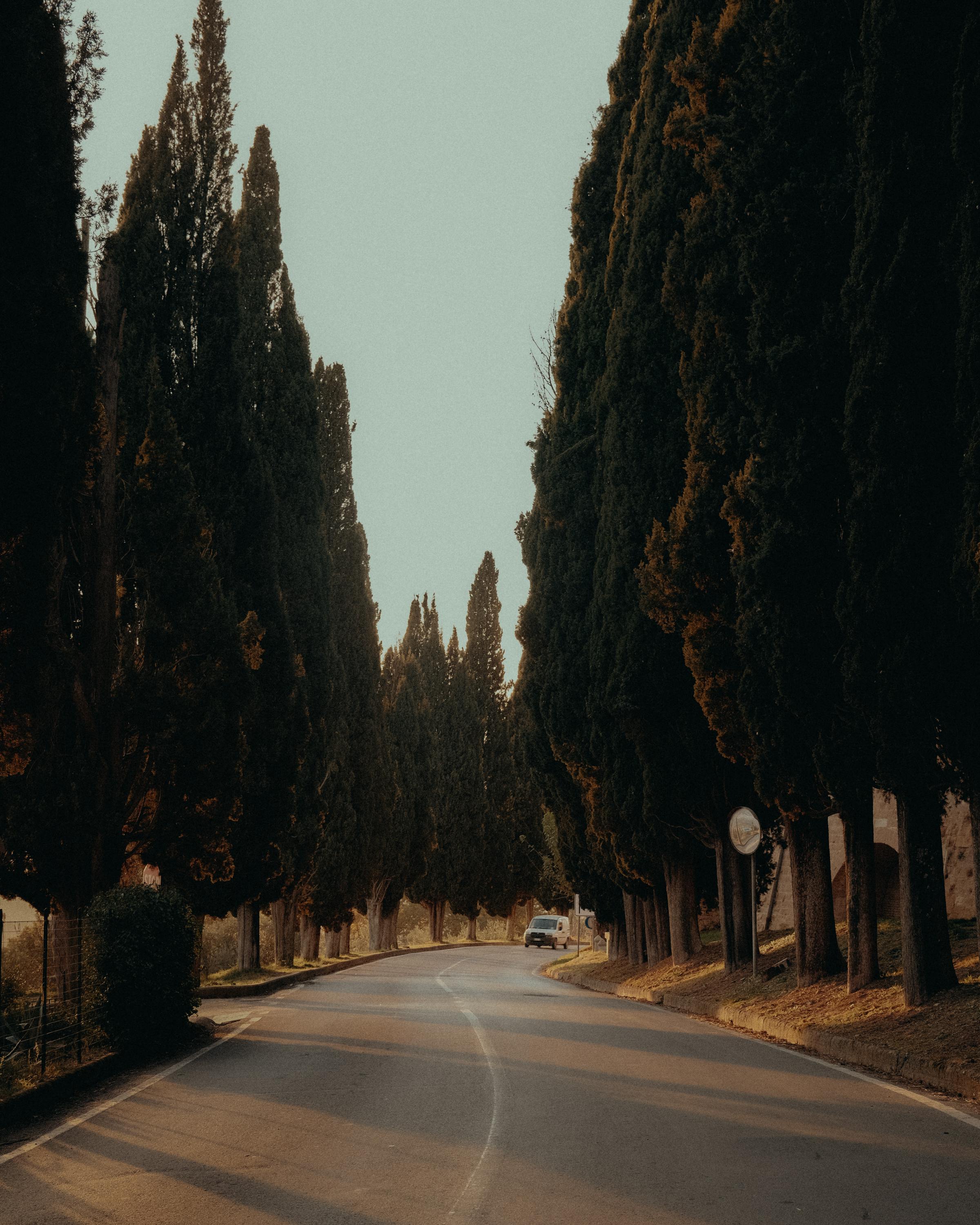 Charming tree-lined road in Tuscany, Italy, offering a picturesque and serene view.