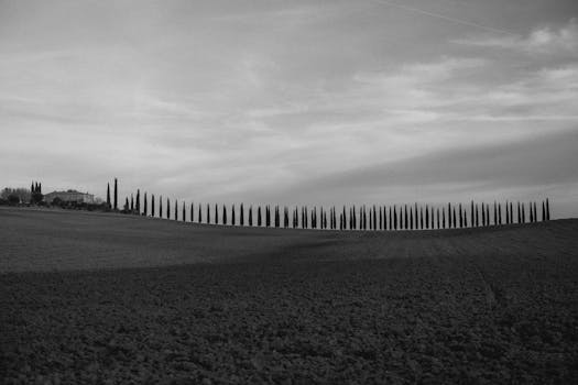 Black and white panorama of a Tuscan field lined with cypress trees.