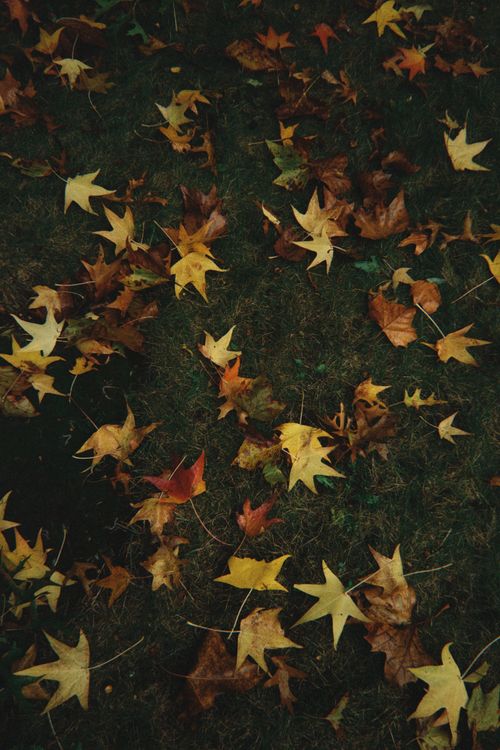 Free Vibrant fall leaves scattered on grass in New York park, showcasing autumn colors. Stock Photo