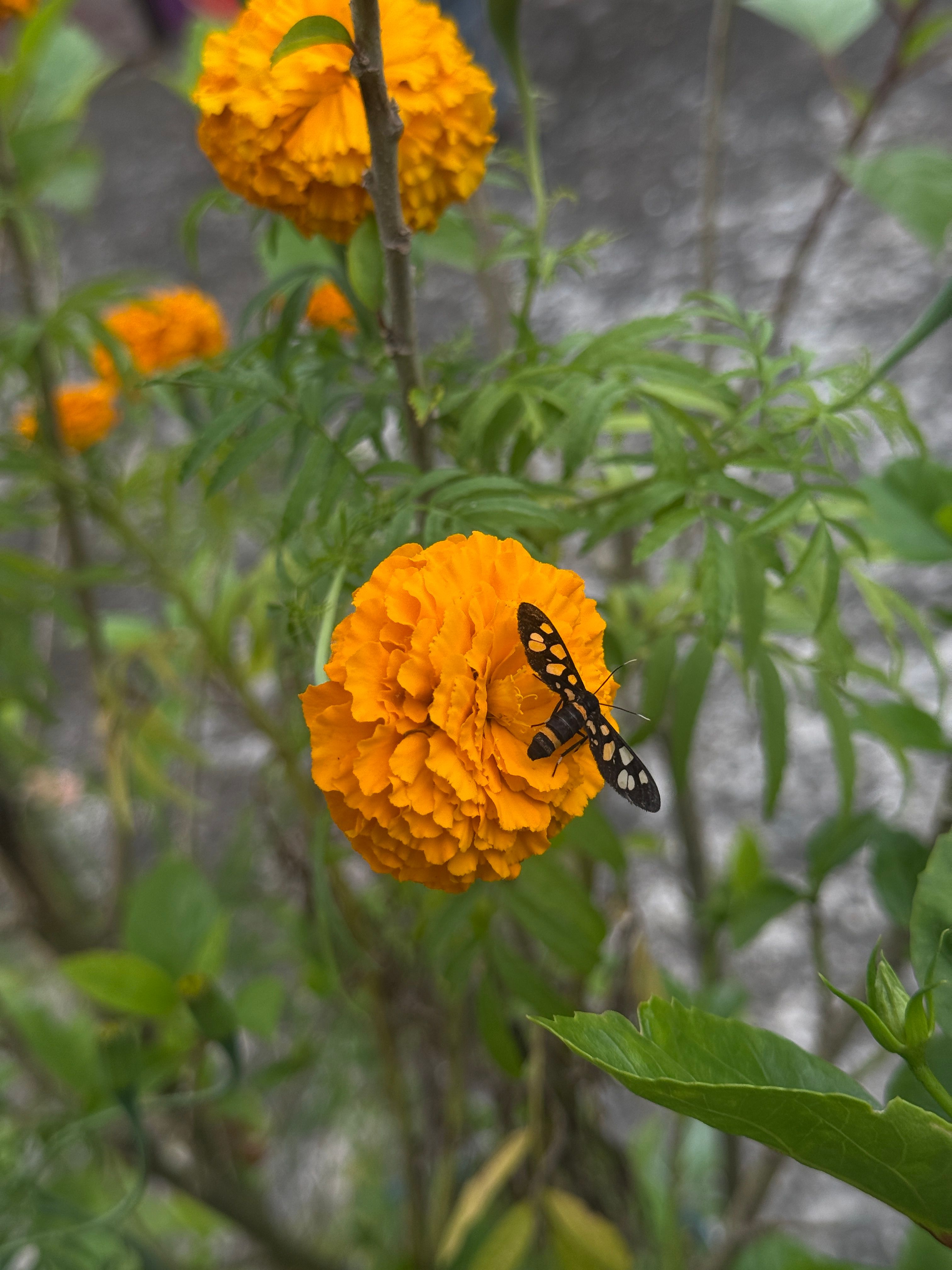 Orange Marigold with Black Insect in Nepal · Free Stock Photo