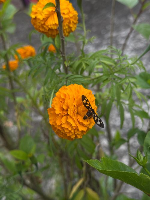 Free Close-up of an orange marigold with a black insect resting in a garden in Biratnagar, Nepal. Stock Photo
