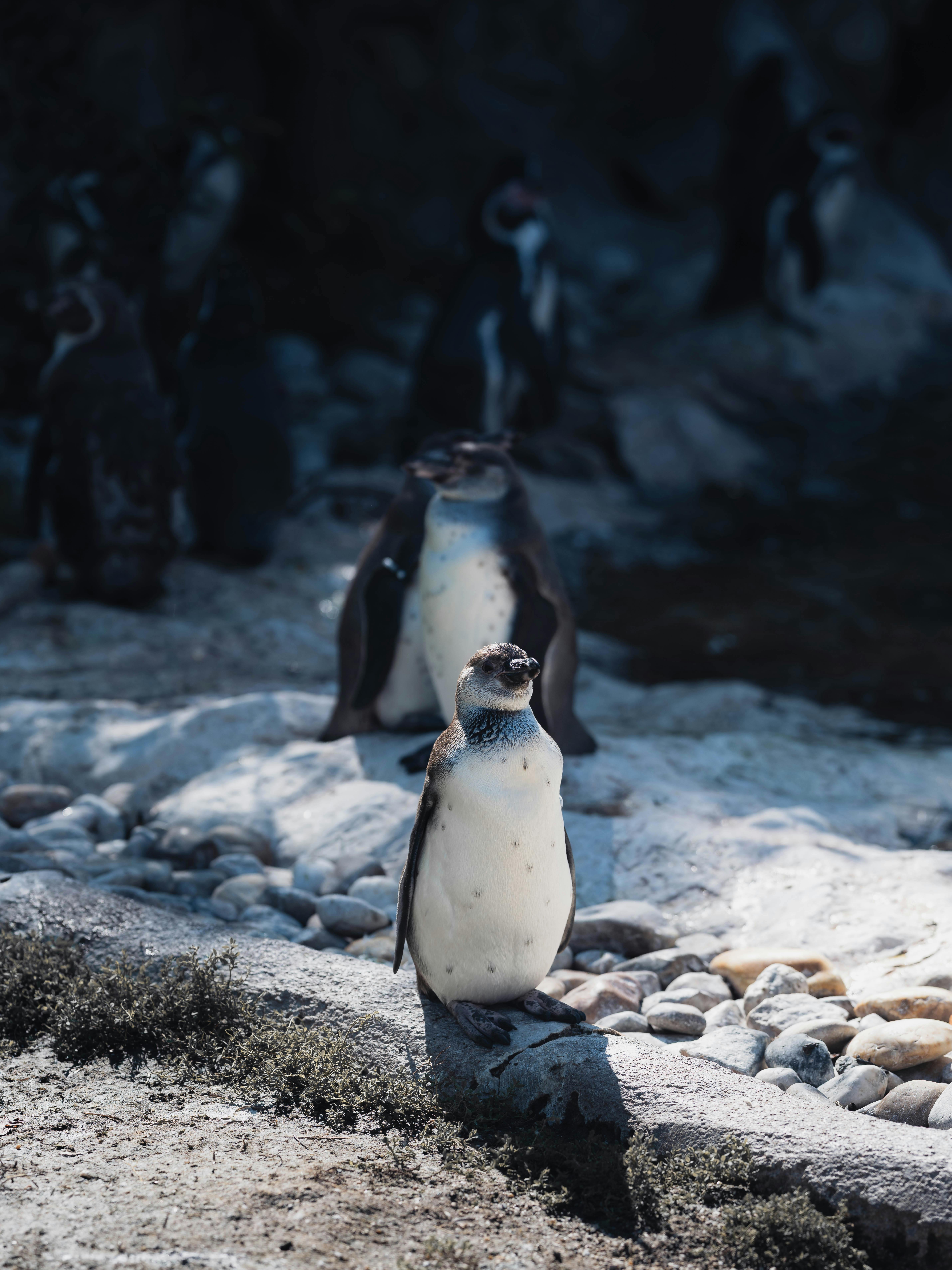 A charming scene of penguins on rocky terrain, capturing their natural behavior.