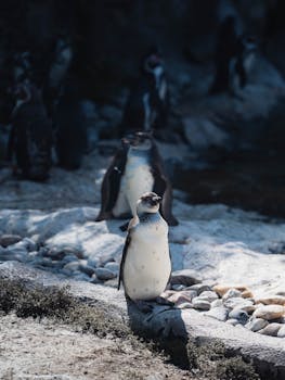 A charming scene of penguins on rocky terrain, capturing their natural behavior.