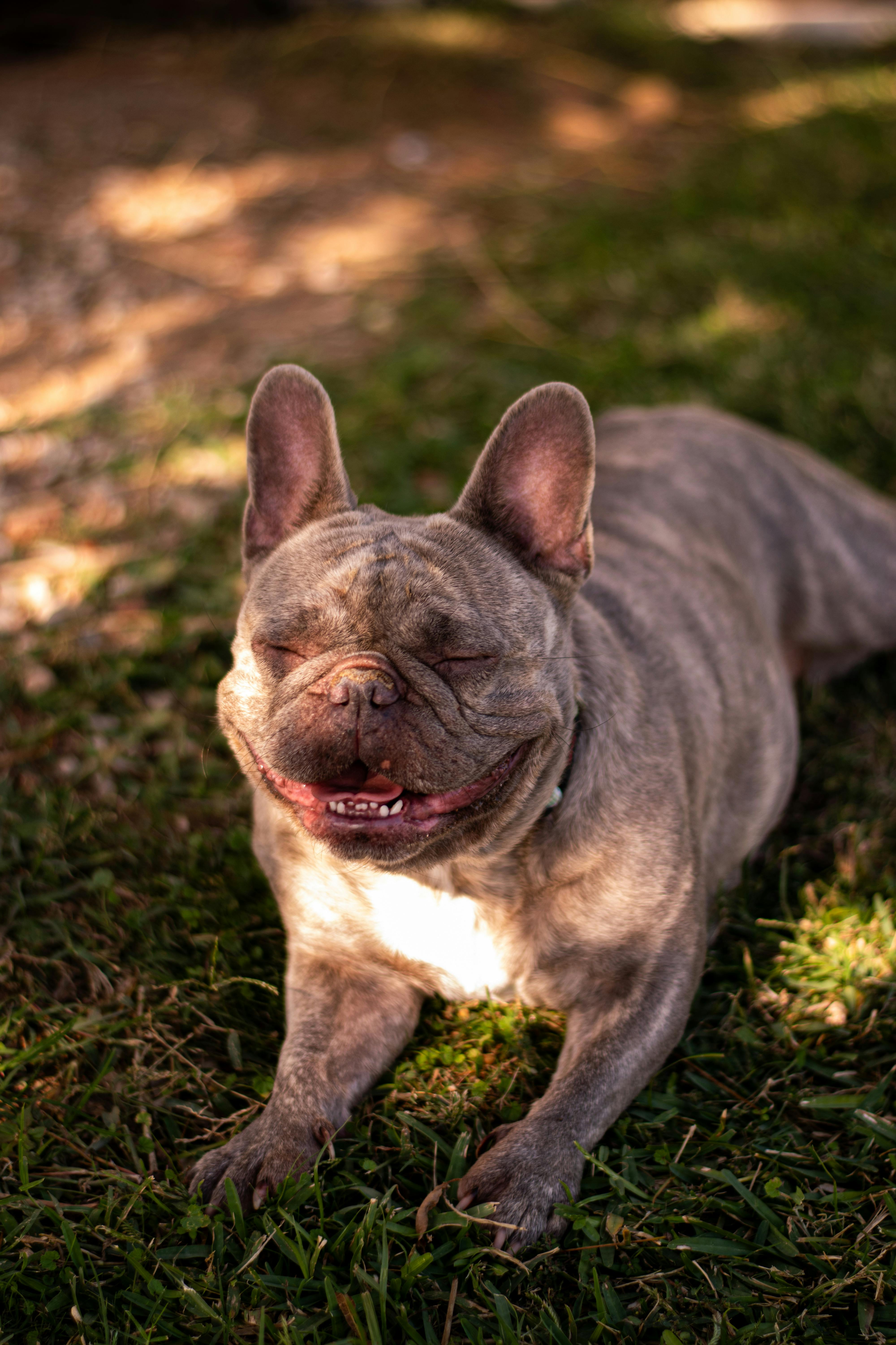 Why Breed-Specific Supplements Matter for French Bulldogs