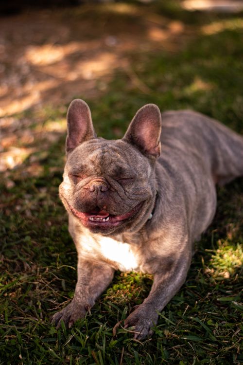 Why Breed-Specific Supplements Matter for French Bulldogs