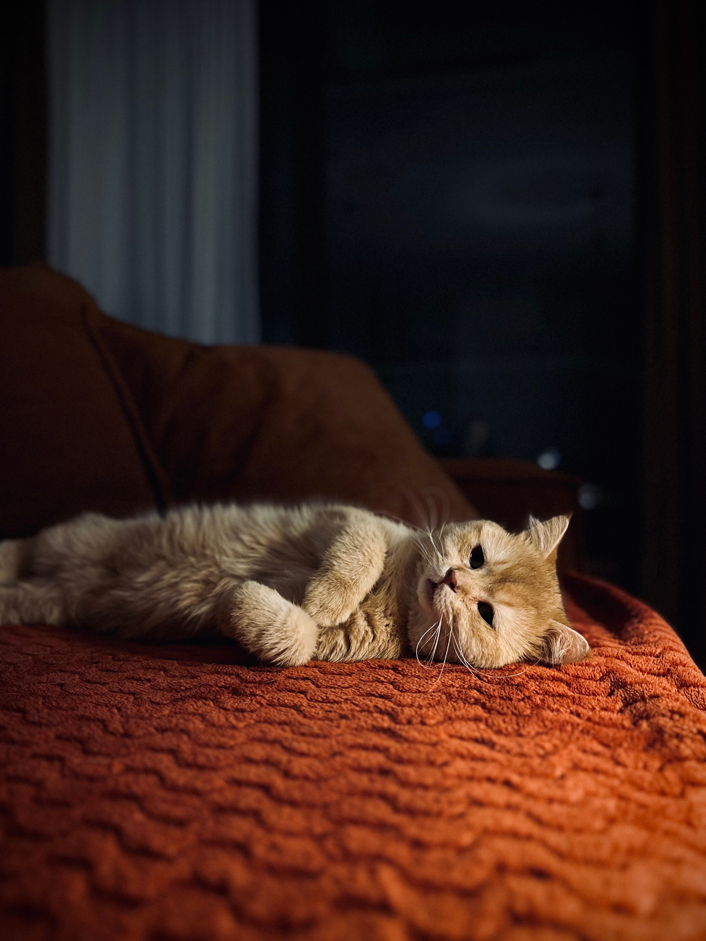 Cozy Orange Cat Relaxing on a Couch at Night · Free Stock Photo