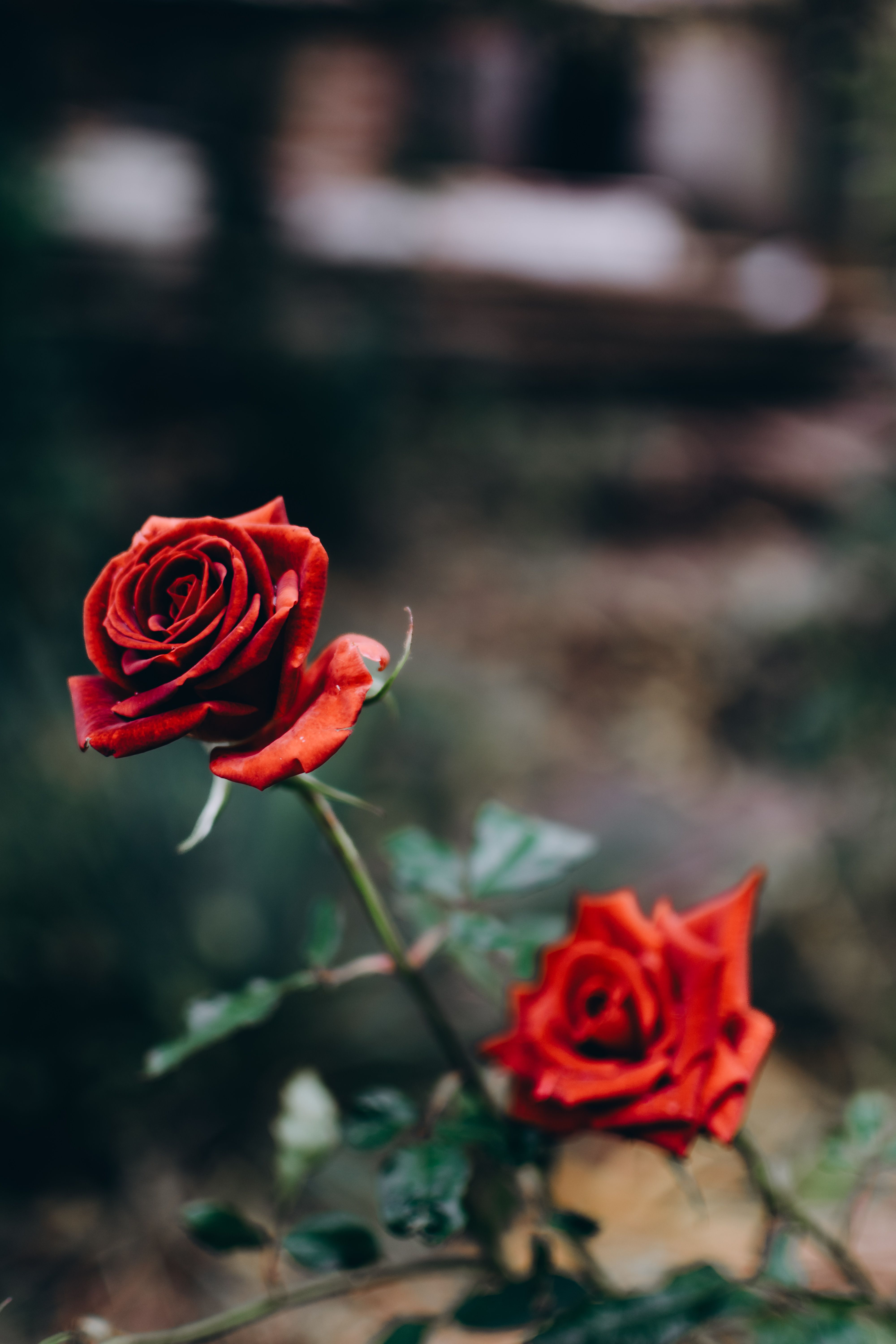 Two vibrant red roses with delicate petals, captured in an outdoor garden setting.