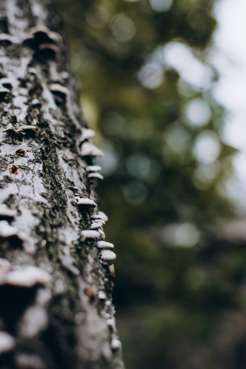 Free Close-up of a tree trunk with small fungi growths in a natural setting. Stock Photo