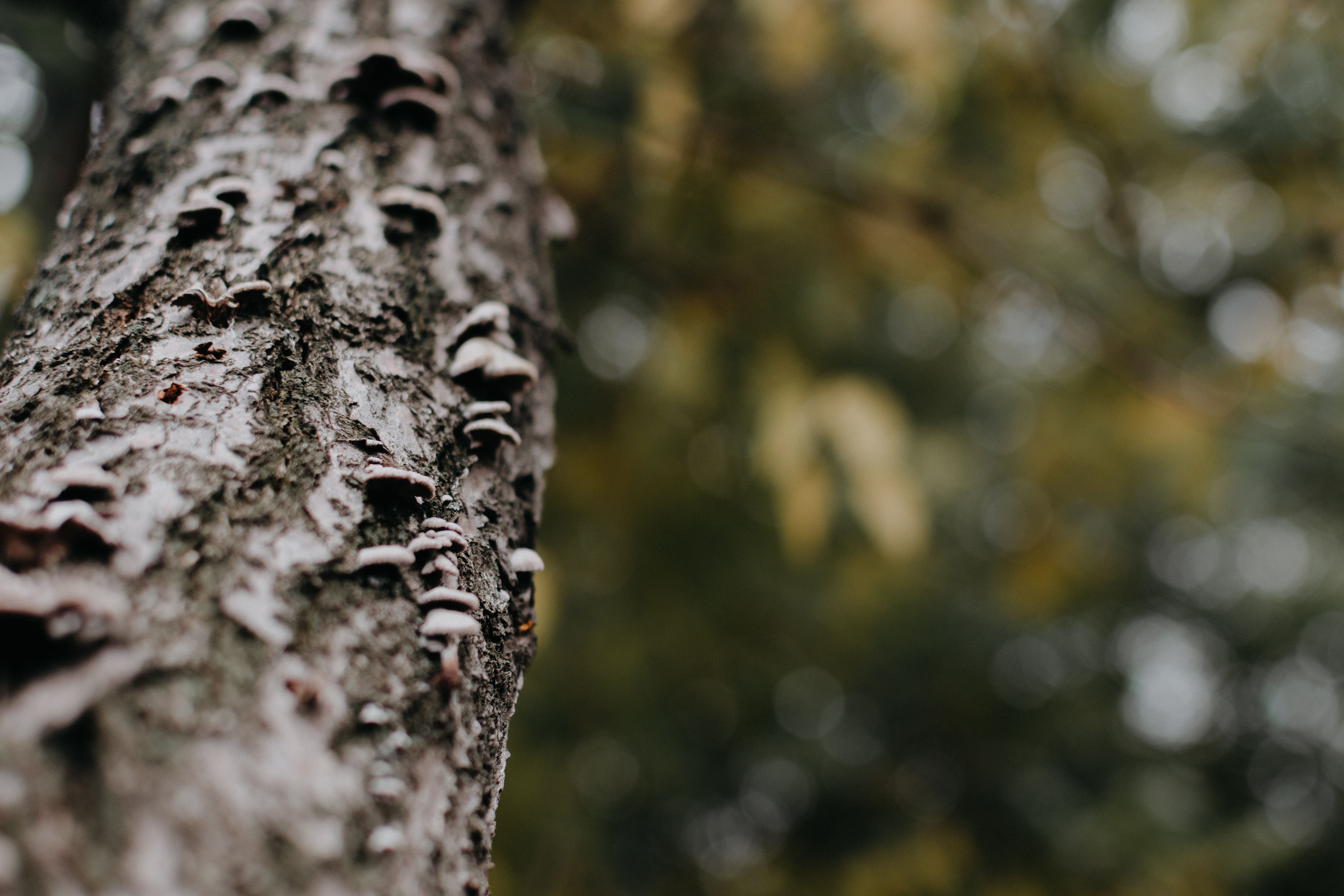 Tree Health Care
