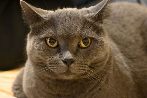 Free A close-up of a British Shorthair cat with striking eyes, captured in Marmaris. Stock Photo