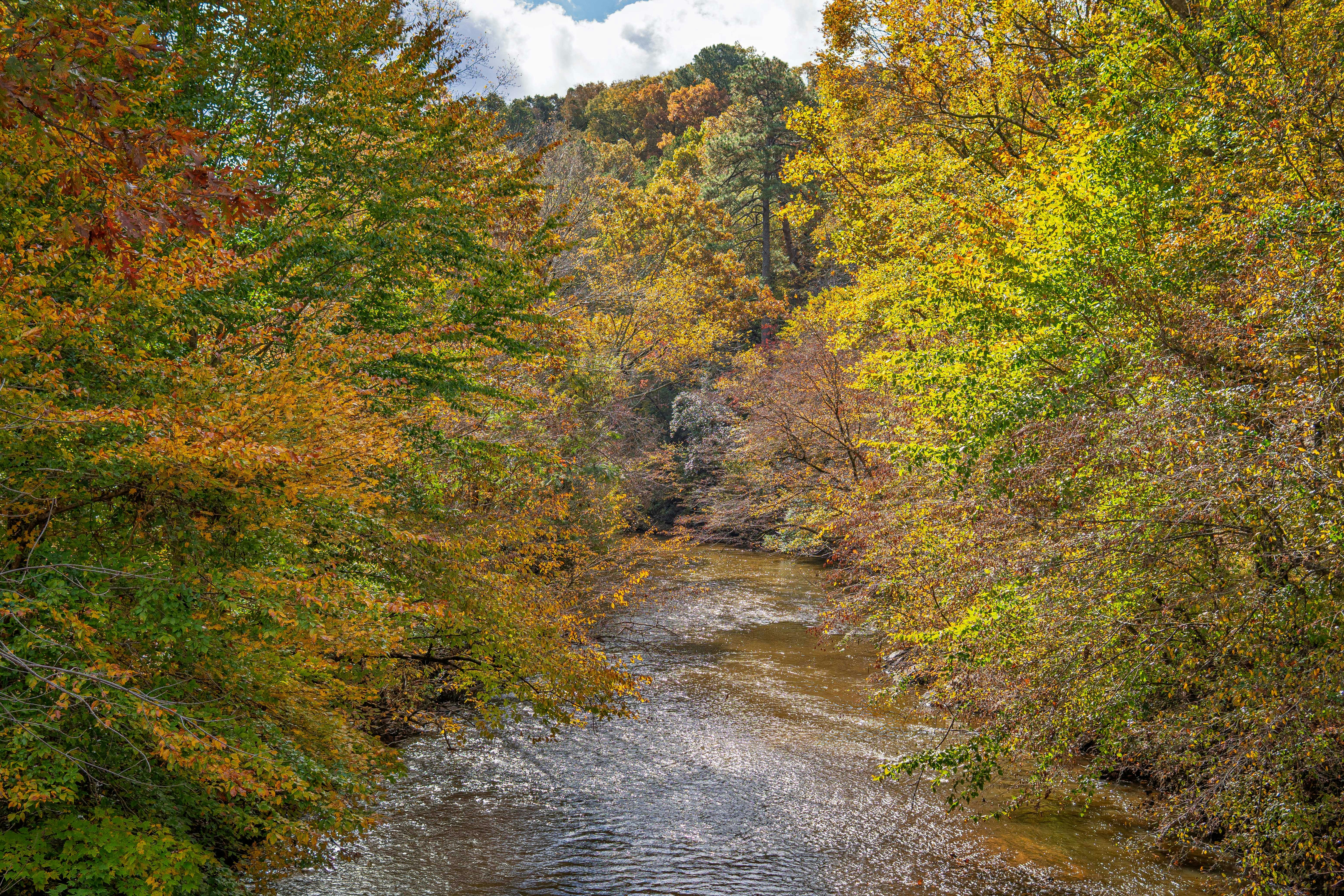 The Science Behind Forest Bathing and Its Impact on Anxiety