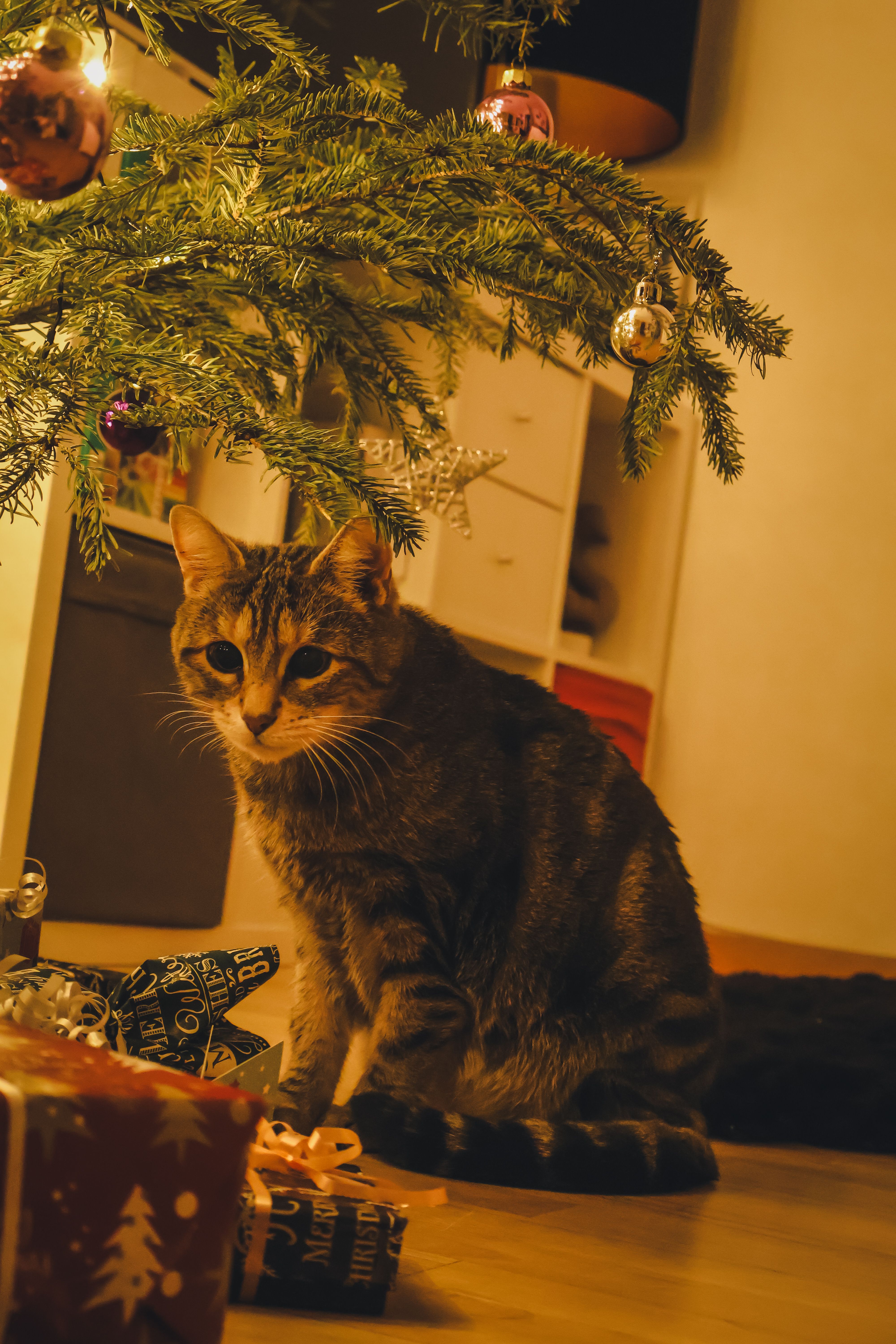 A Cat-Safe Christmas Tree: The Complete Guide