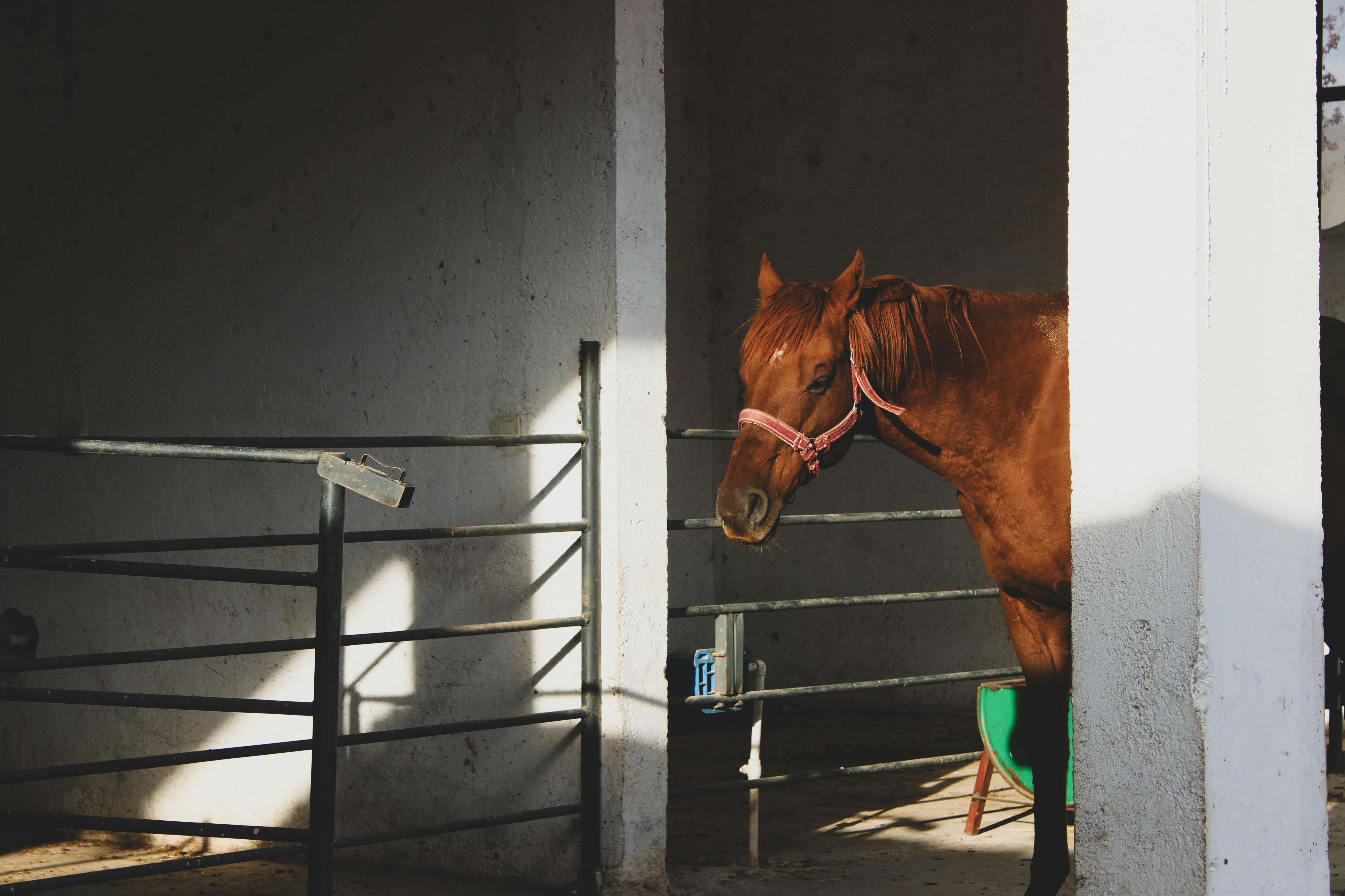 ‘Todd’s sort of lead horse’: Trump’s former criminal defense lawyer ascends DOJ — Photo by Gizem toprak on Pexels