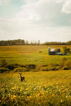 Peaceful rural scene with a deer in a field near an old barn under a sunny sky.