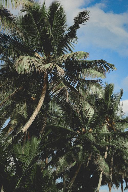 Free Tall palm trees swaying under a clear blue sky, symbolizing tropical paradise. Stock Photo