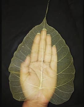 A hand holds a transparent leaf, showcasing intricate vein details on a black background.
