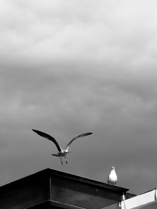 Free Black and white photo of seagulls against dramatic cloudy skies. Stock Photo