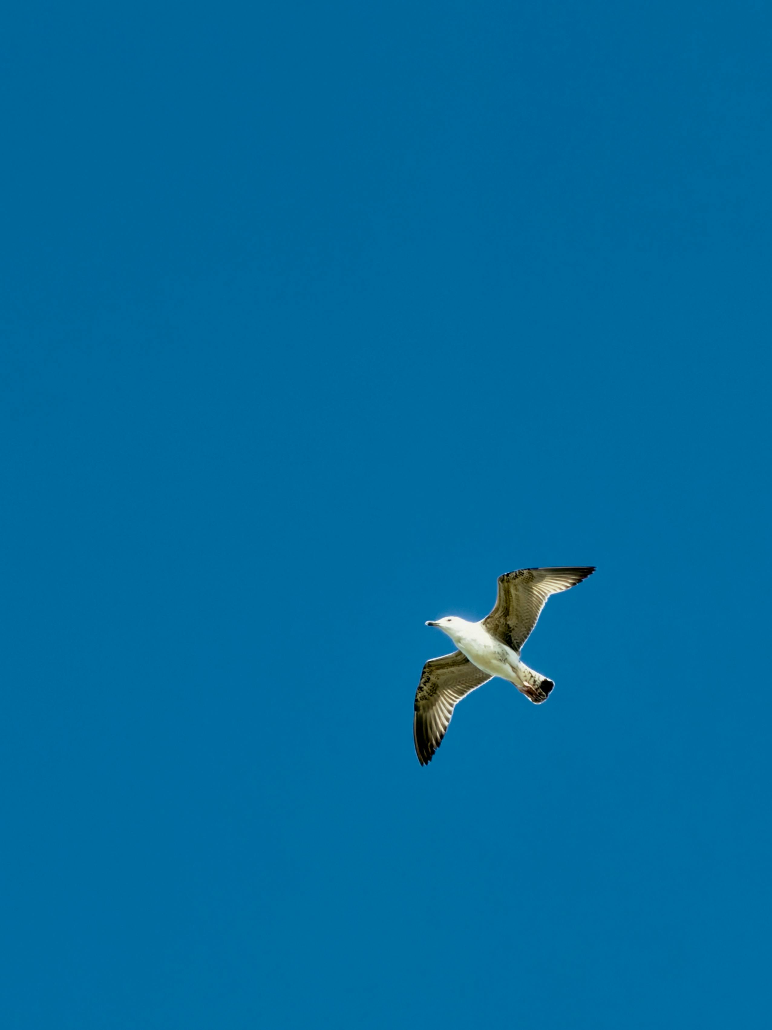 A lone seagull gracefully soars against a vivid blue sky, symbolizing freedom and serenity.