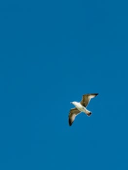 A lone seagull gracefully soars against a vivid blue sky, symbolizing freedom and serenity.