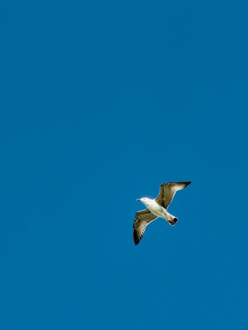 A lone seagull gracefully soars against a vivid blue sky, symbolizing freedom and serenity.