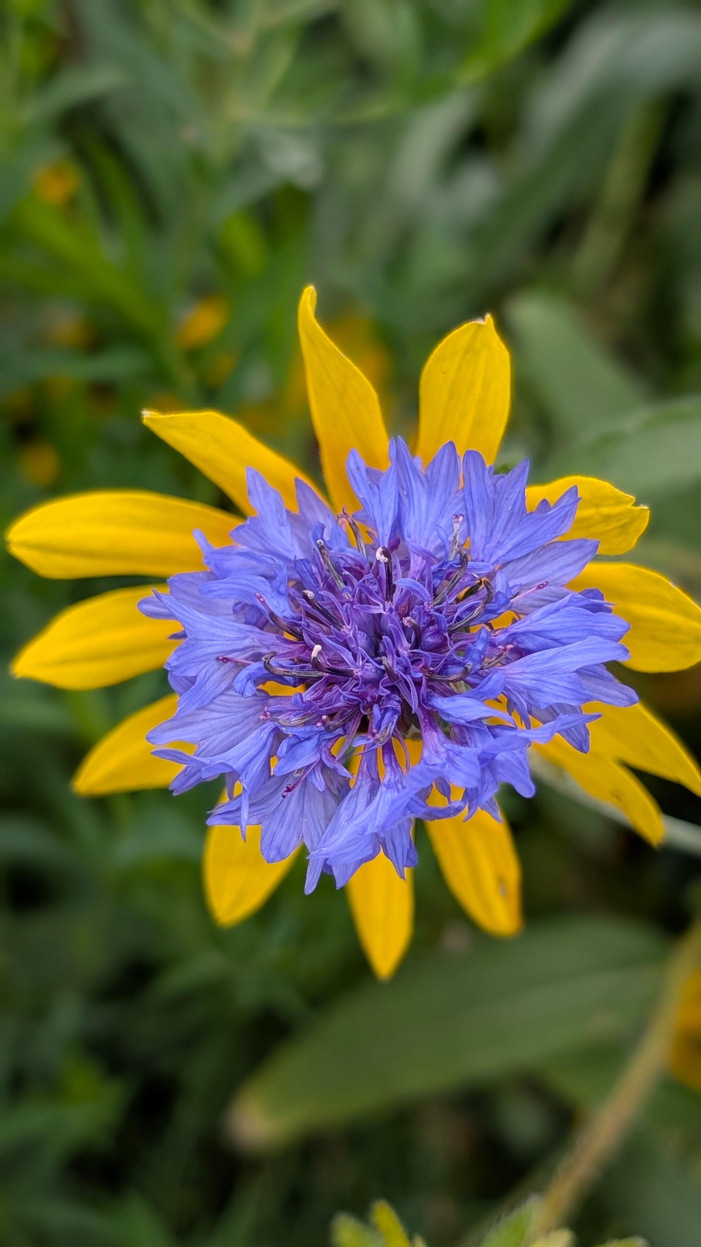 [ColoSach]-close-up-of-a-beautiful-purple-and-yellow-flower-set-against-a-lush-green-background.