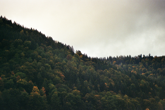 Scenic view of a forest hillside in Freiburg, Germany, showcasing autumn colors under an overcast sky.