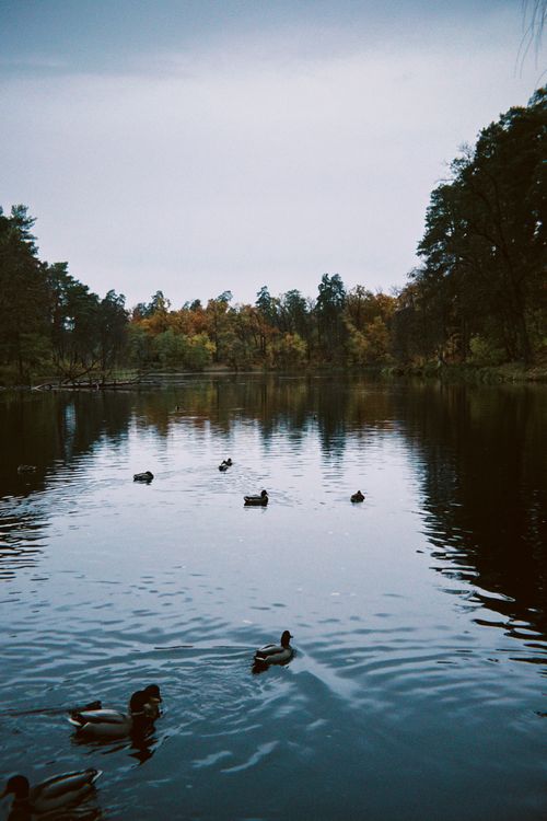 Free Serene autumn scene of ducks swimming in a peaceful park lake surrounded by trees. Stock Photo