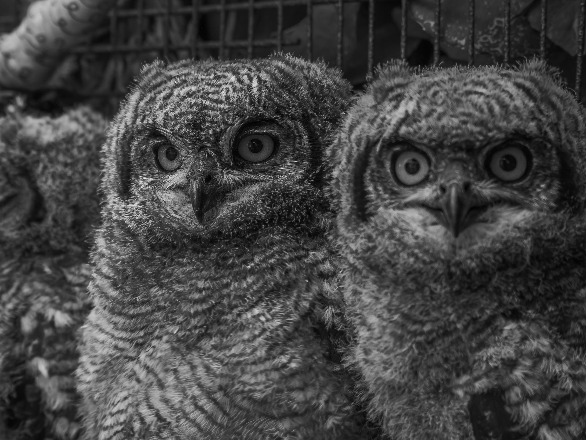 Black and White Close-up of Two Young Owls · Free Stock Photo