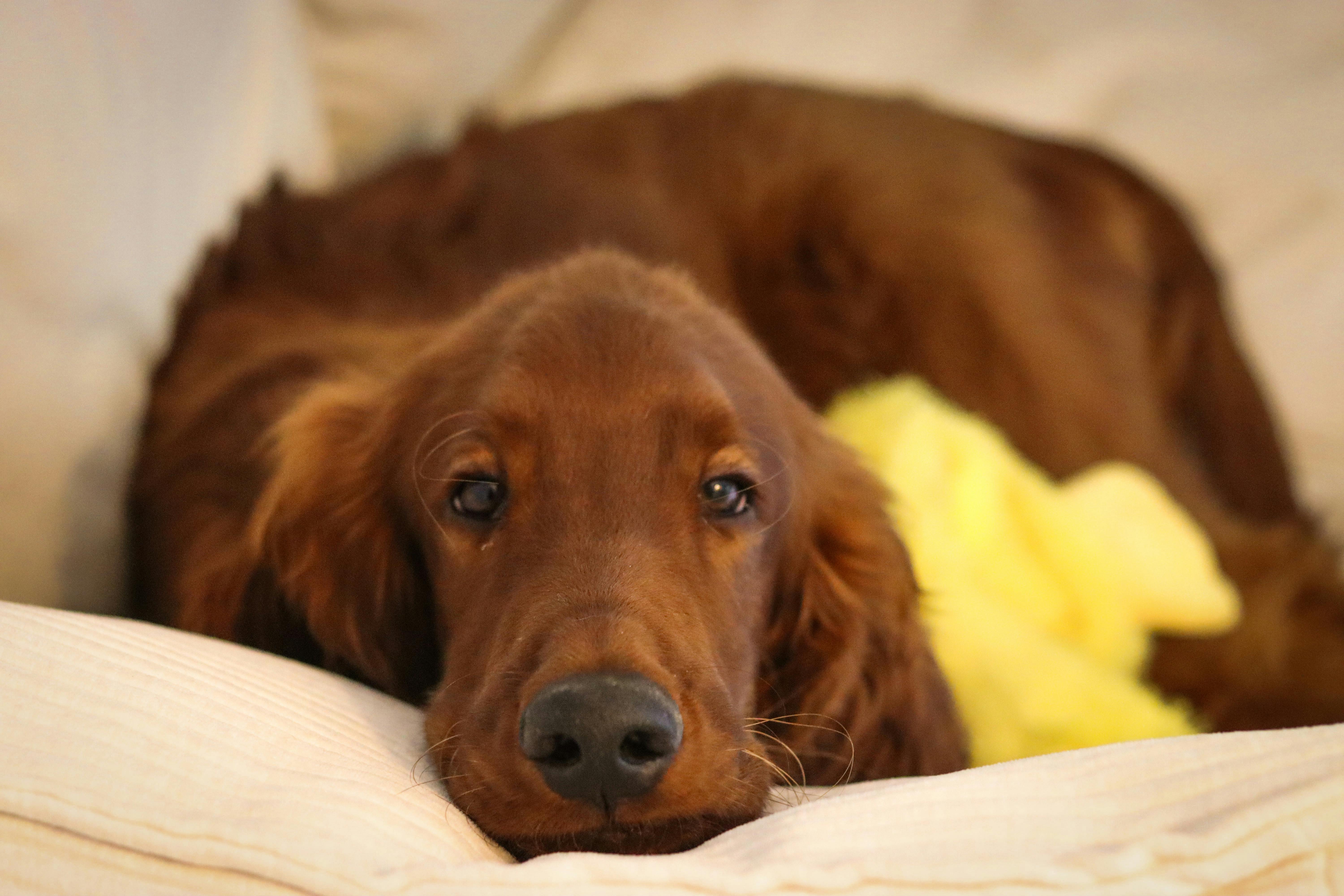 Gordon Setter Cerebellar Ataxia: Γενετικό Τεστ & Υπεύθυνη Εκτροφή