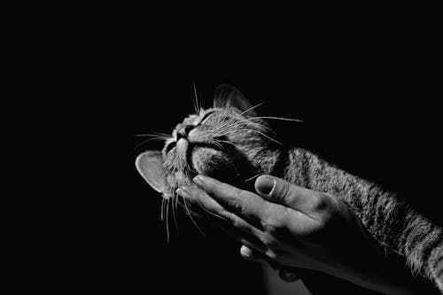 Skala Szarości Zdjęcie Tabby Cat