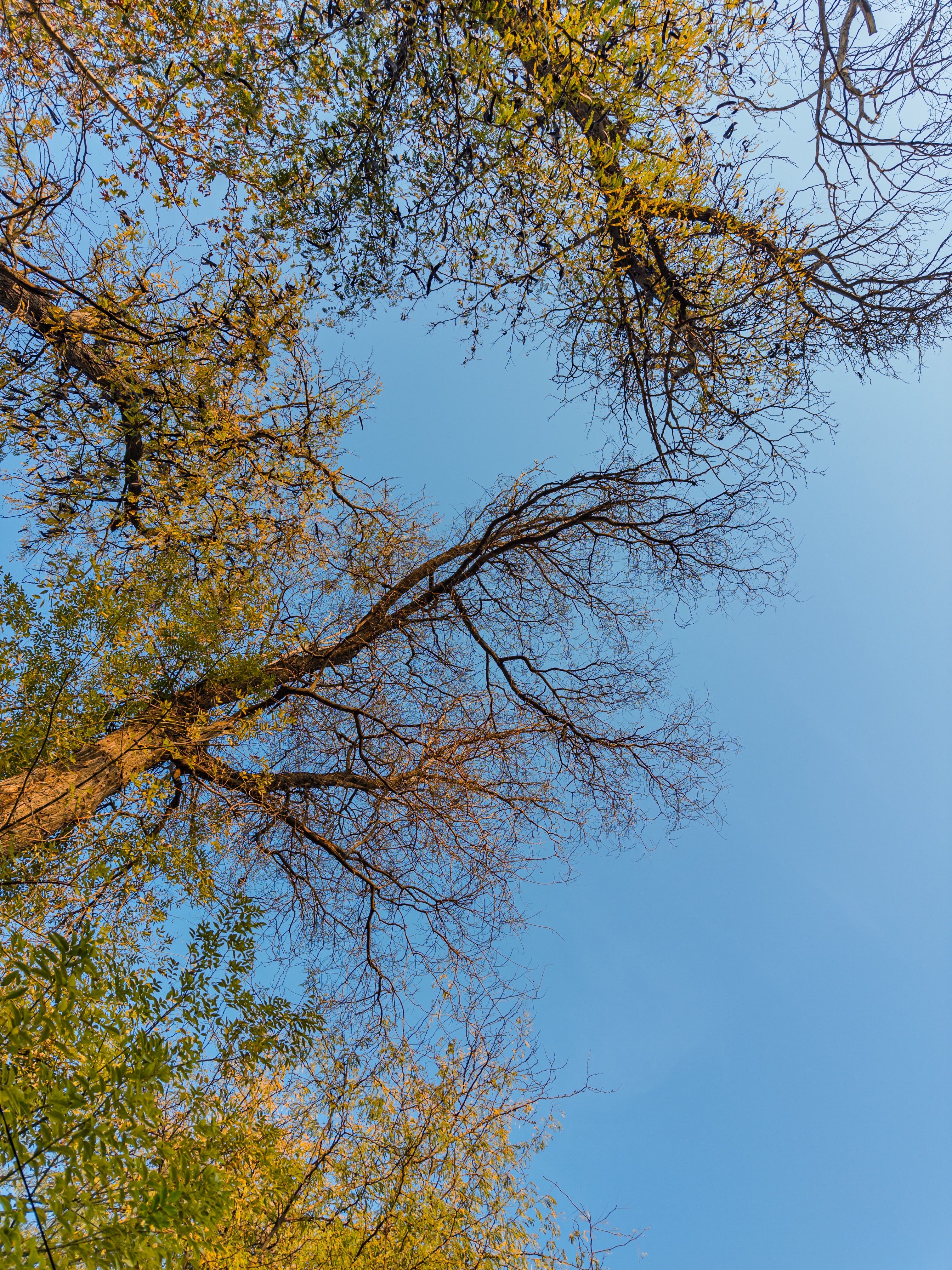 Spring And Fall Trees Photos, Download The BEST Free Spring And Fall ...