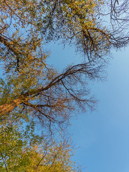 Free Tranquil view of autumn trees against a clear blue sky in Fergana, Uzbekistan. Stock Photo
