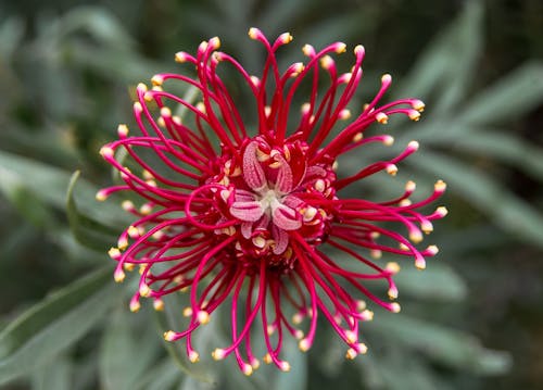 Red Flower