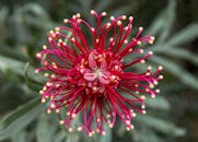 这张令人惊叹的特写镜头展示了盛开的红色格雷维利亚花，细节错综复杂，充满活力