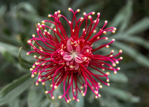    grevillea-flower-aus