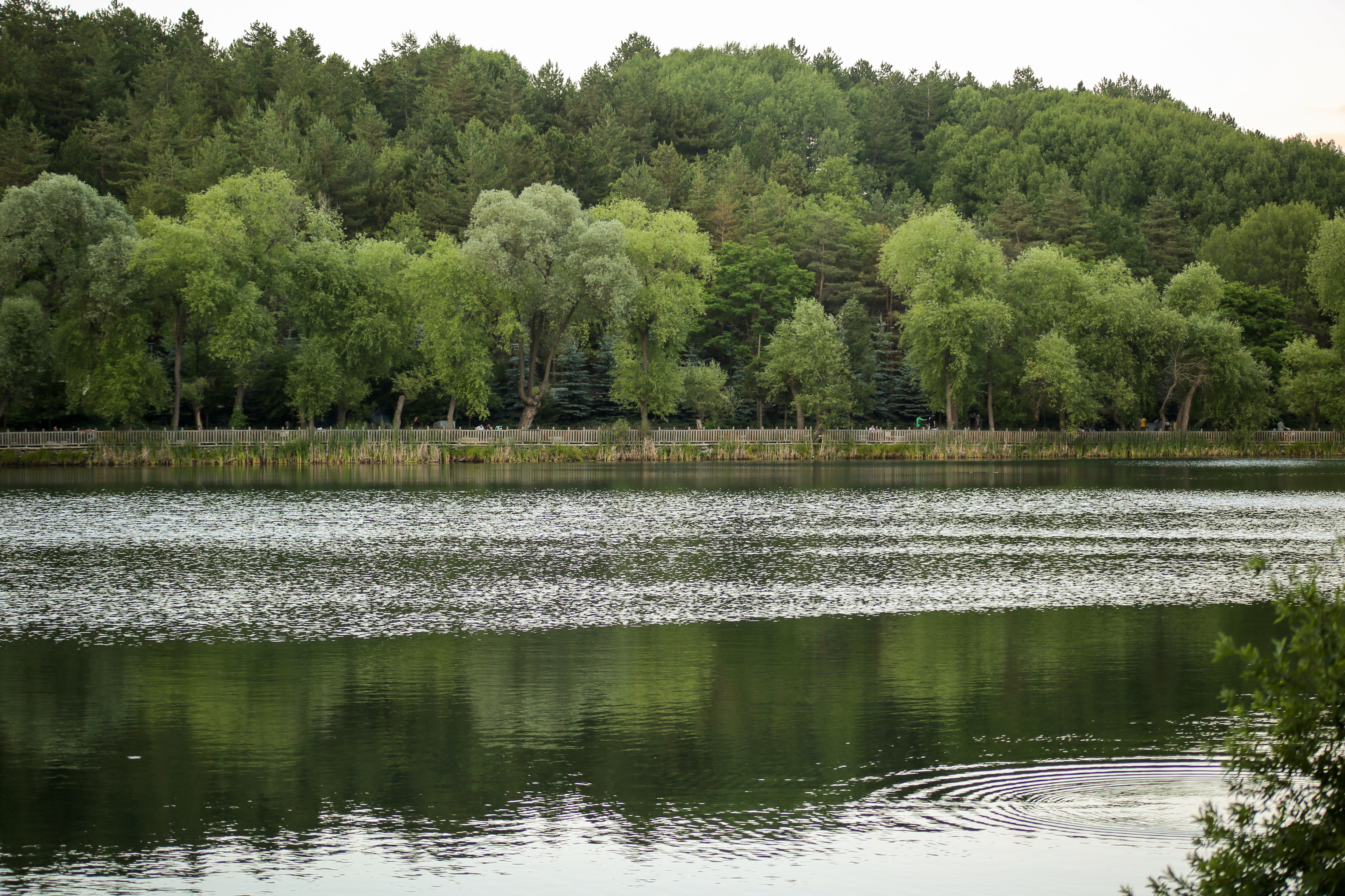Scenic Forest View of a Tranquil Lake · Free Stock Photo