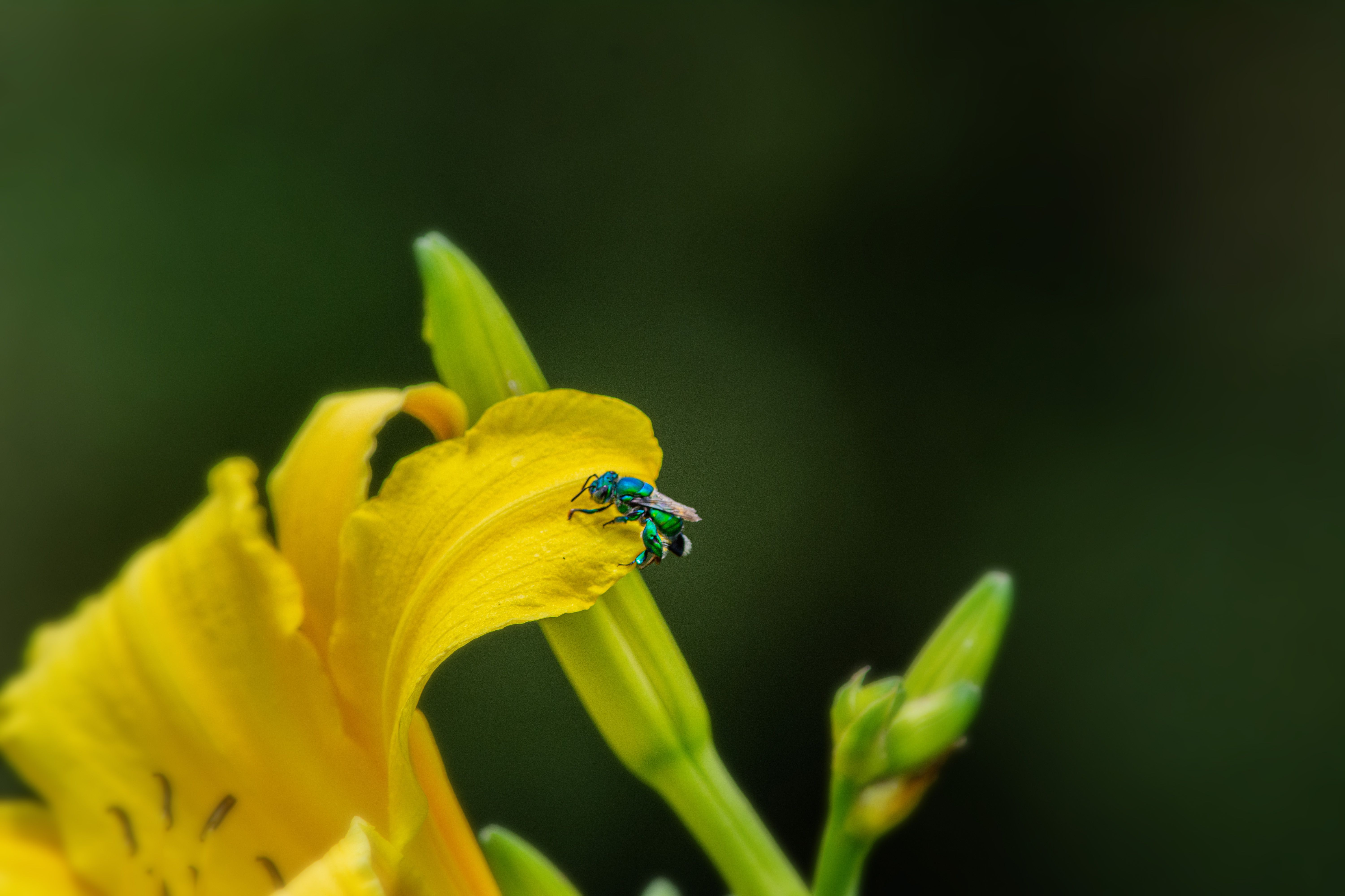 Macro view of a metallic green bee resting on a bright yellow lily blossom