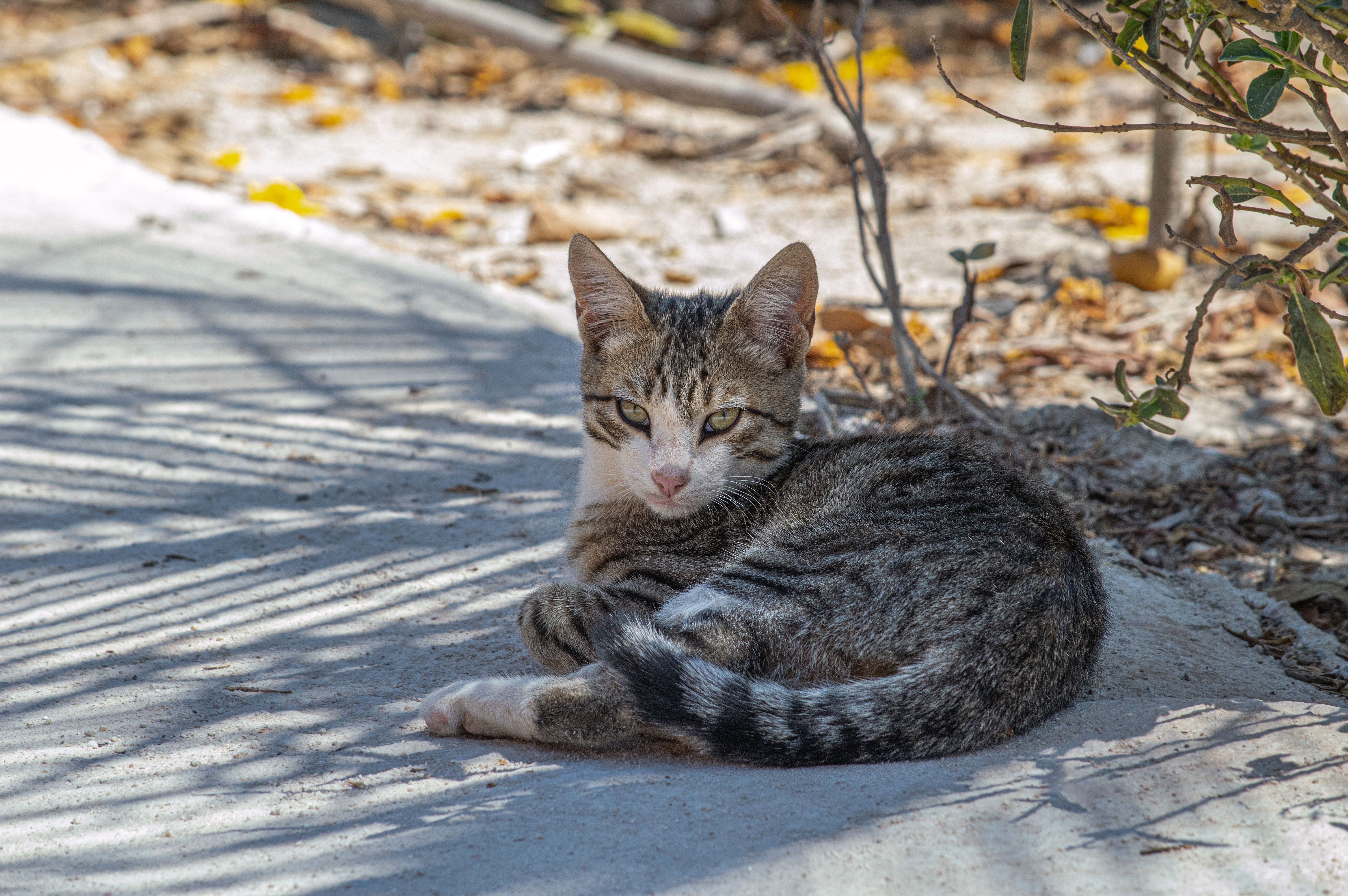Outdoor Portrait of a Tabby Cat Relaxing in Sunlight · Free Stock Photo