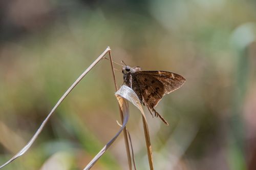 Free Brown butterfly perched on a dry grass stem in natural outdoor setting, highlighting delicate details. Stock Photo