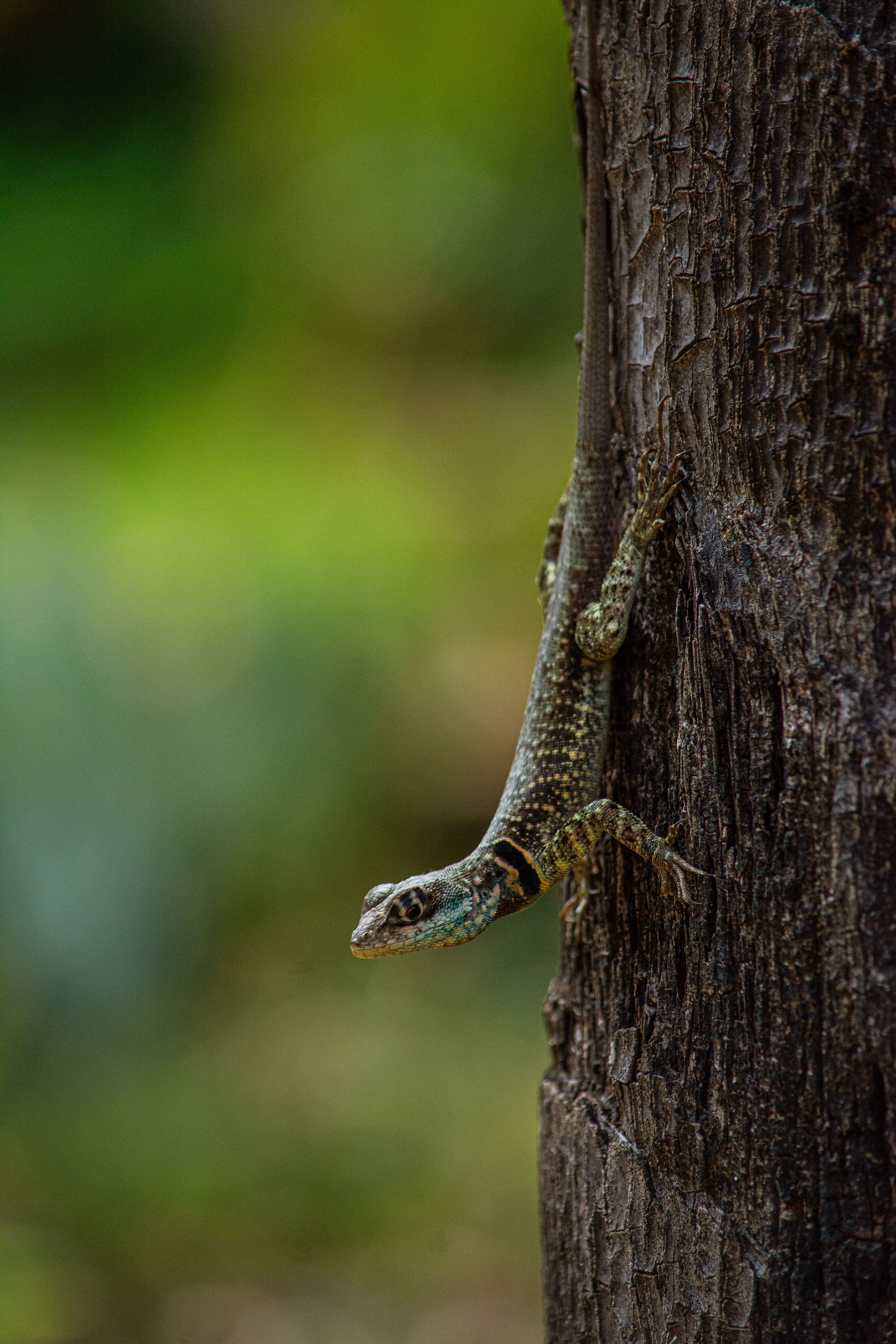 Lizard Climbing a Tree in Natural Habitat · Free Stock Photo