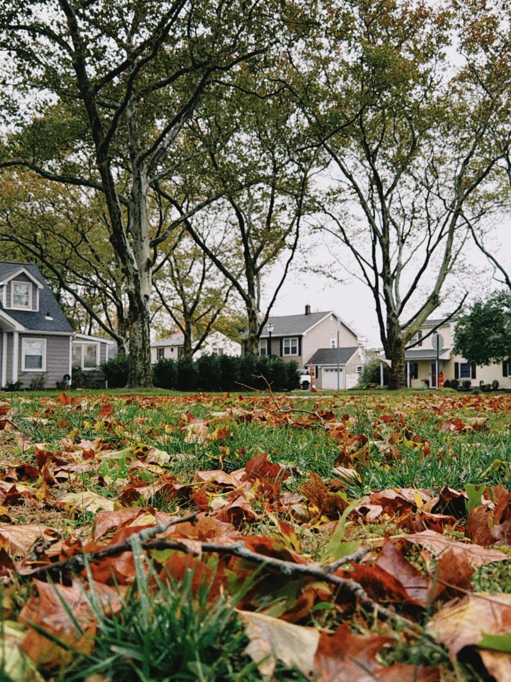 Autumn leaves on a lawn in front of older upstate New York homes