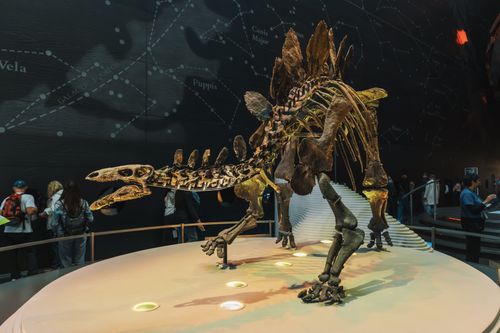 Free A detailed stegosaurus skeleton on display in a museum exhibit with starry background. Stock Photo