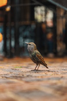 Close-up of a European Starling on wet pavement in a city, capturing urban wildlife.